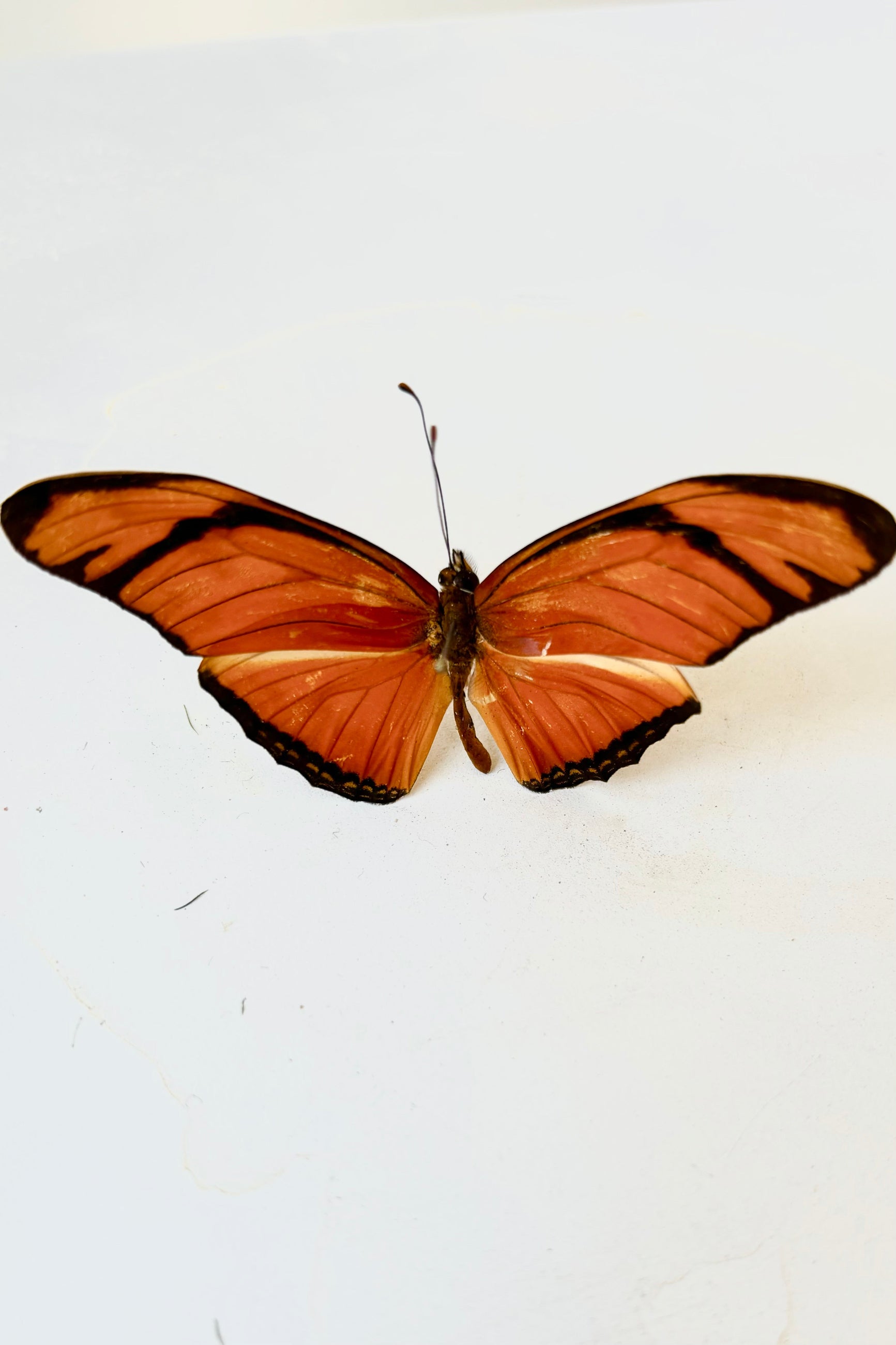 Orange and black Dryas Julia butterfly with long, narrow wing span atop smaller lower wings ©Sprout Home