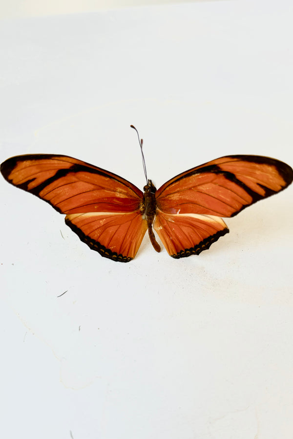 Orange and black Dryas Julia butterfly with long, narrow wing span atop smaller lower wings