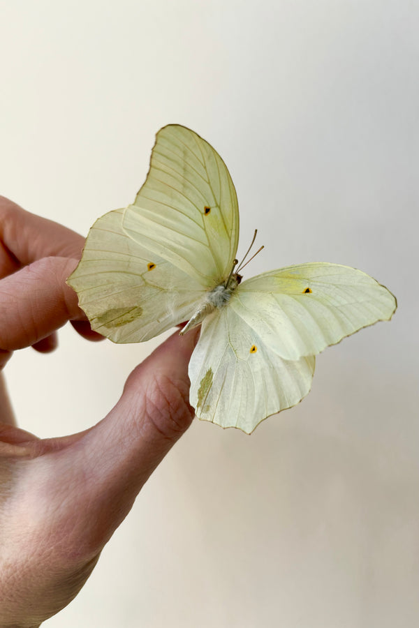 Pale yellow and white anteos chlorinde butterfly against white background