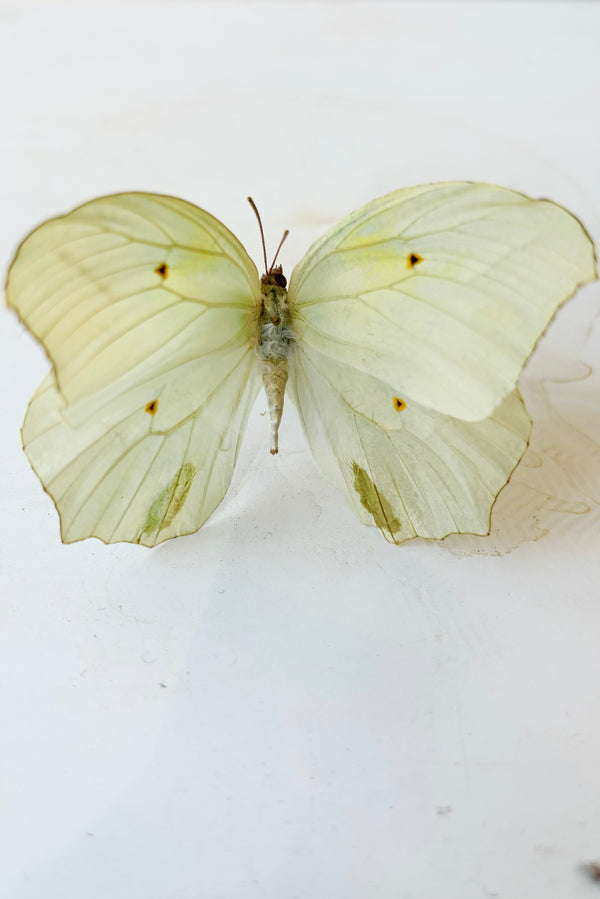 Pale yellow and white anteos chlorinde butterfly against white background