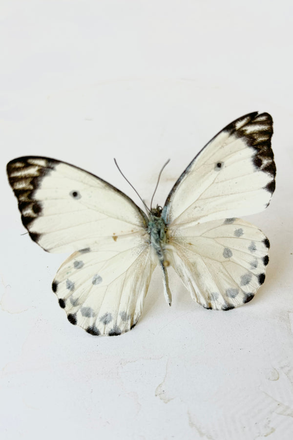 Pieris Calypso butterfly with white wings and black spots against white background