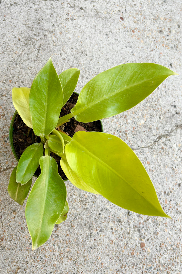 Philodenron 'Moonlight' with large, pointed, lime and light green colored leaves against cement background 