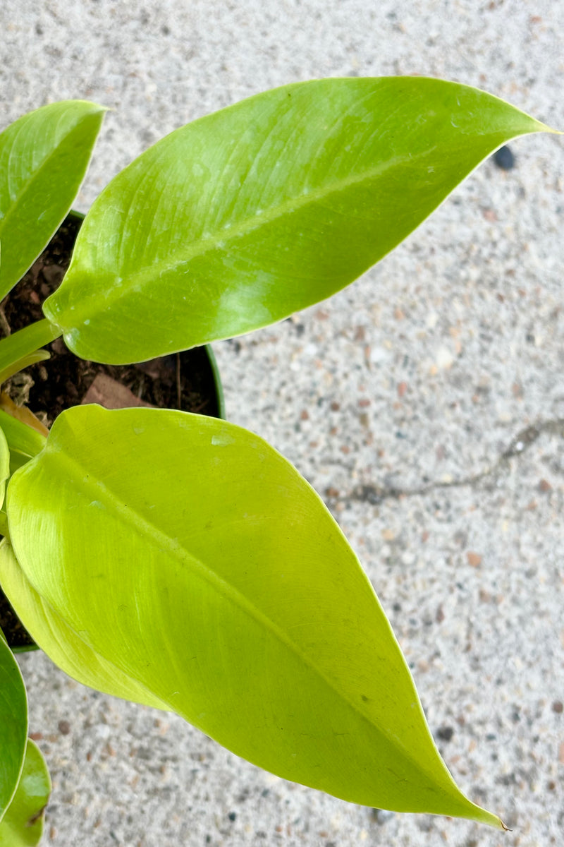Close up of Philodenron 'Moonlight' with large, pointed, lime and light green colored leaves against cement background 
