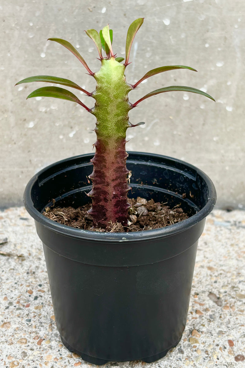 Single columner Euphorbia trigona 'Rubra' with green coloration on top half and leaves of plant with red coloration towards the lower part of the column. Faint white veining runs through the center of the column.  