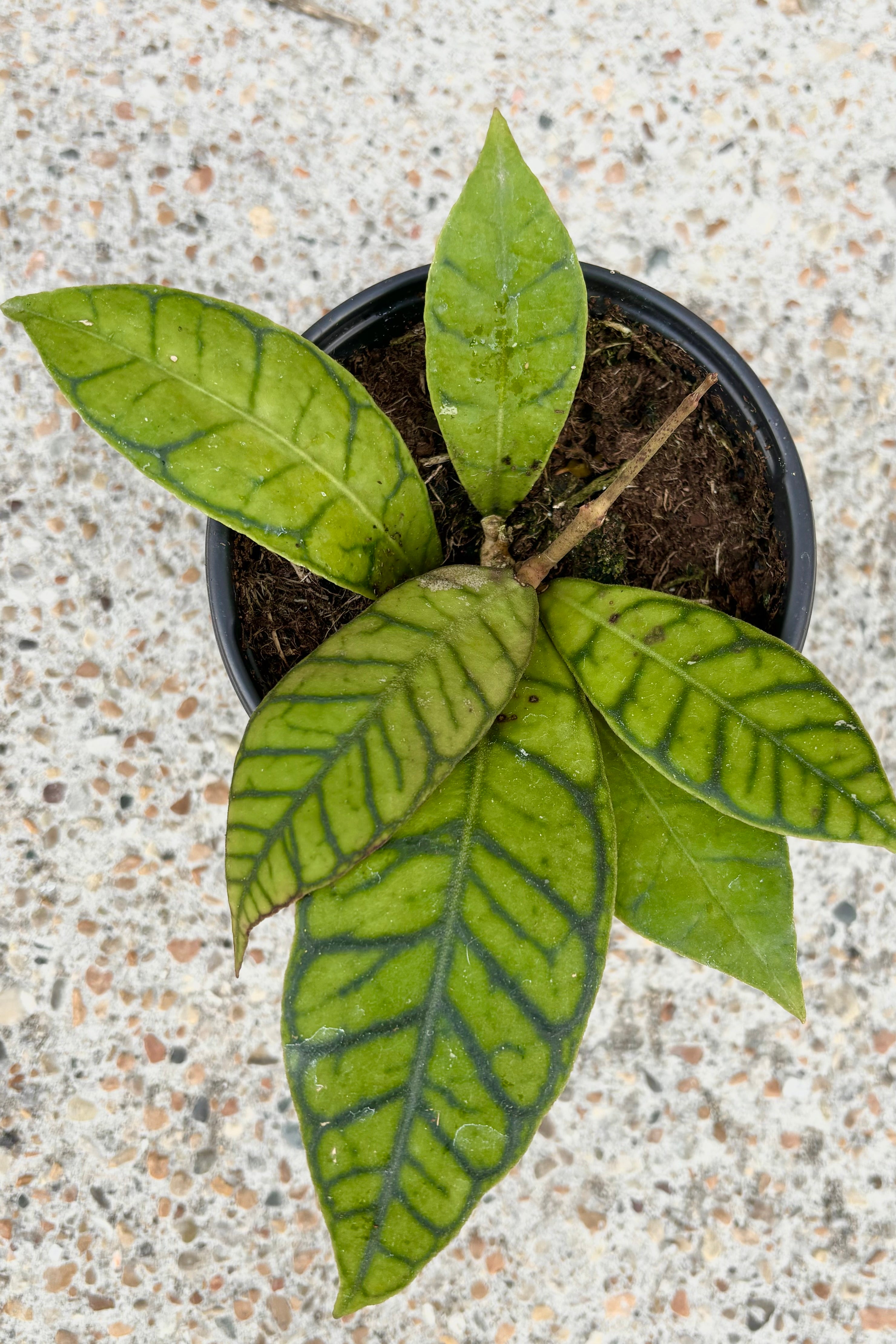 Hoya callistophylla plant with light green lanceolate leaves with dark green veining on cement background