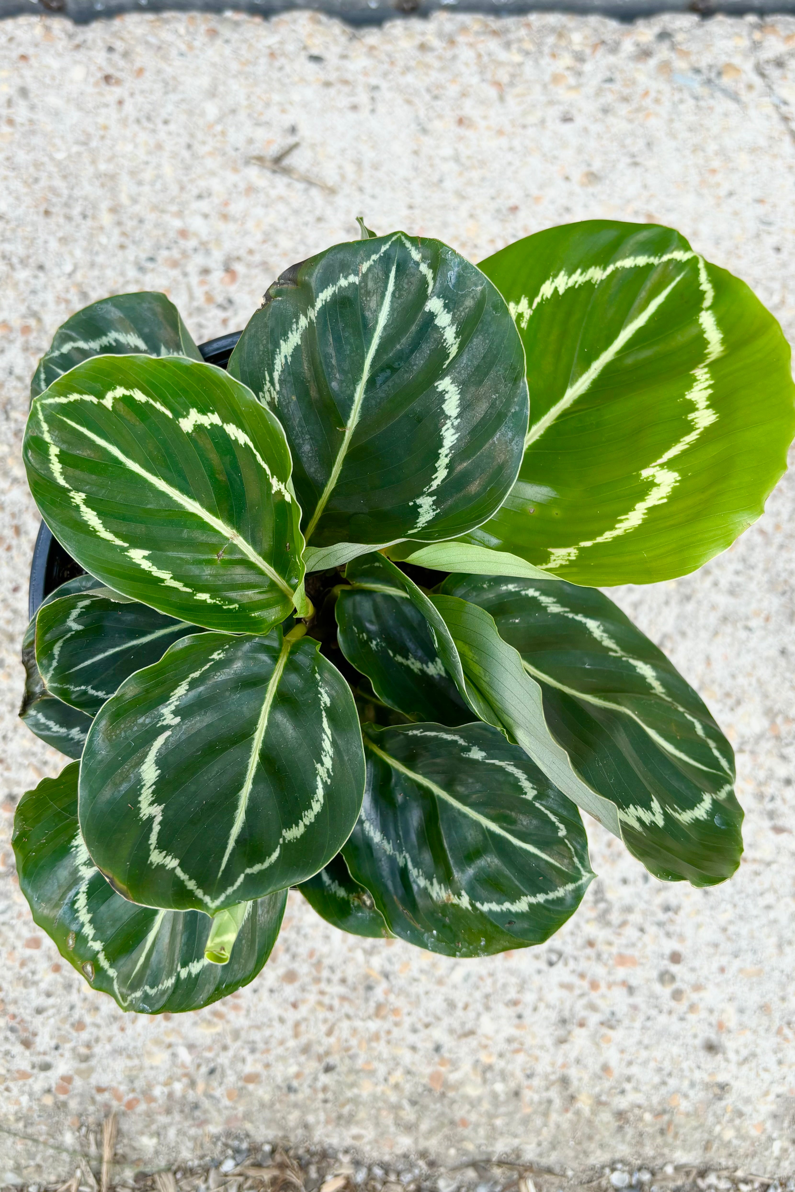 Calathea roseopicta ' Northern Lights' featuring orbicular dark green leaves with white patterning on the margin and central vein against cement background