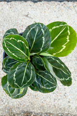 Calathea roseopicta ' Northern Lights' featuring orbicular dark green leaves with white patterning on the margin and central vein against cement background