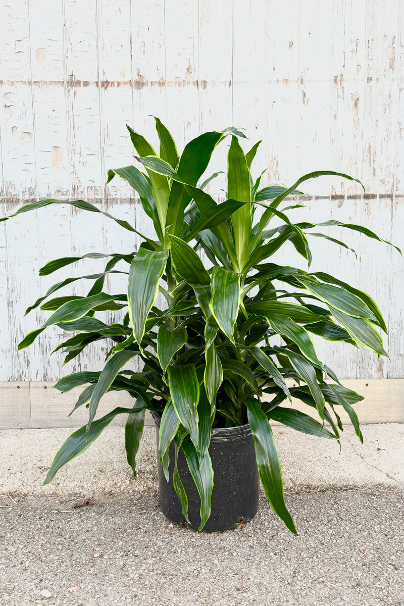 Dracaena 'Art' plant featuring spear shaped bright medium green leaves with a yellow border against grey background at Sprout Home