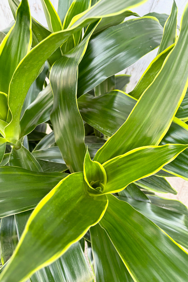Close up of Dracaena 'Art' plant featuring spear shaped bright medium green leaves with a yellow border at Sprout Home