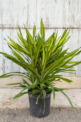 Draceana 'Rikki' tips plant featuring strappy, bright, yellowish green leaves with drak green stripes throughout against grey background at Sprout Home