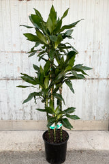 Dracaena fragrans 'Lindenii" multi stalk tall plant with clusters of dark green, strappy leaves at the top of each stalk against grey background at Sprout Home