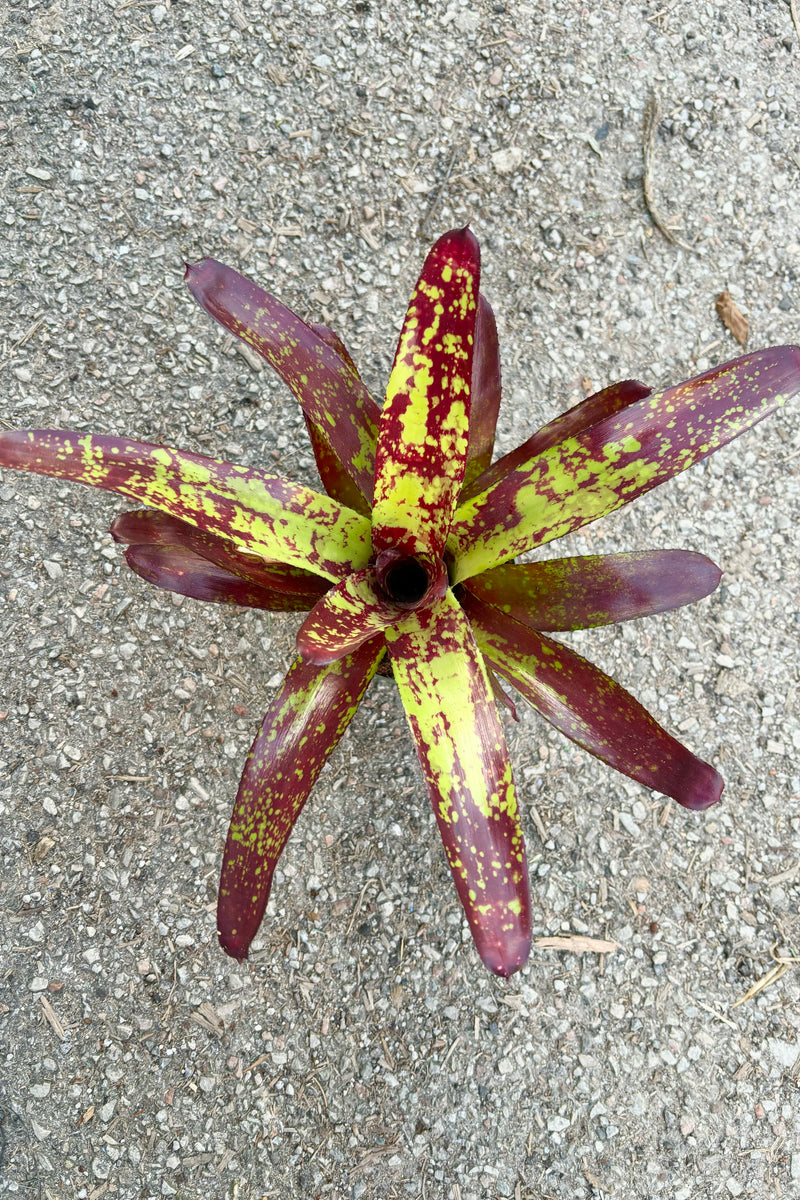Bromeliad 'Neoregelia' with upright leaves arranged in a star shaped rosette with serrated leaves that are mottled with dark red and yellow spotting against cement background against cement background at Sprout Home