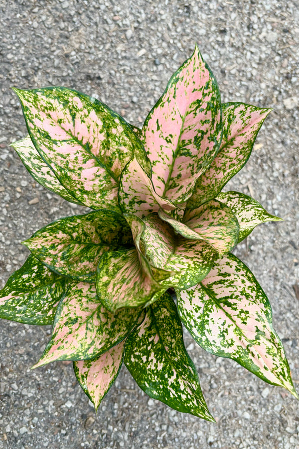 Aglaonema 'Etta Rose' featuring a rosette light pink and green mottled elliptic leaves against cement background. 