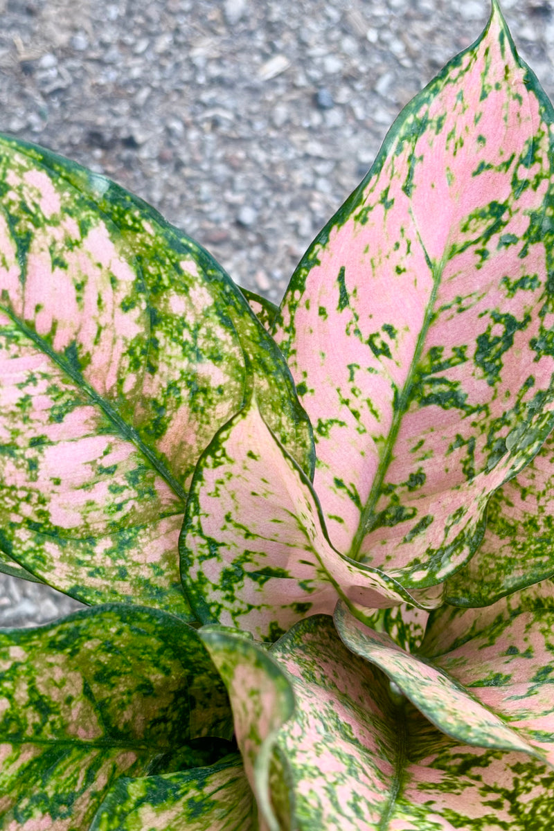Close up of Aglaonema 'Etta Rose' featuring light pink and green mottled leaves against cement background at Sprout Home. 