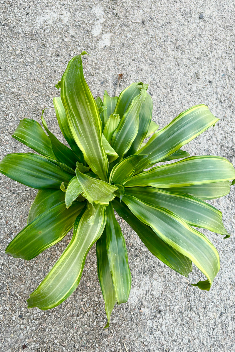 Dracaena fragrans 'Santa Rosa' plant featuring tufts of medium green strappy leaves with yellow striping throughout against grey background at Sprout Home.