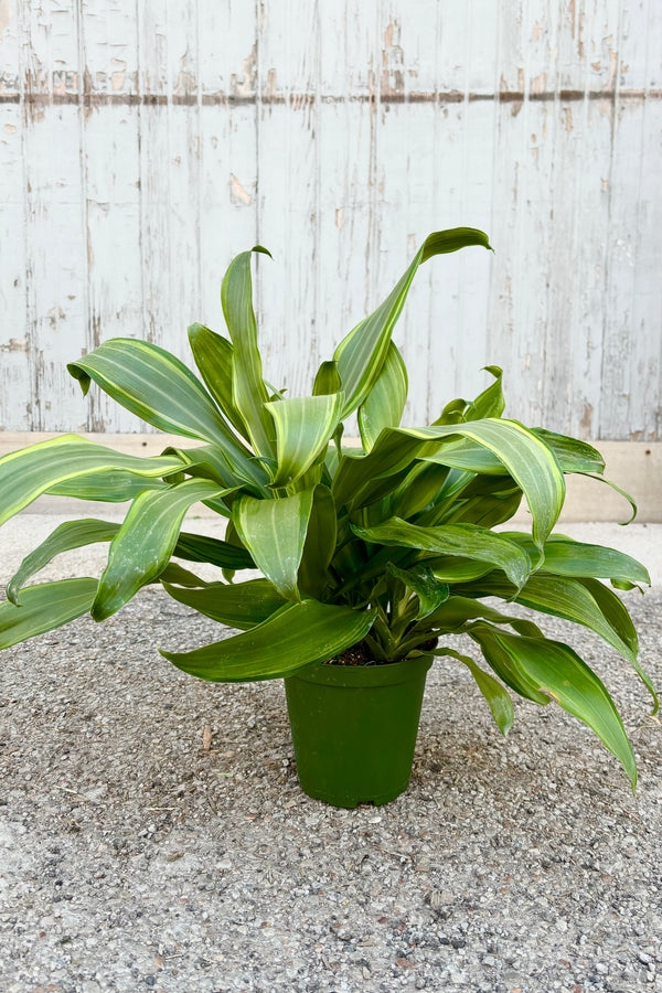 Dracaena fragrans 'Santa Rosa' plant featuring tufts of medium green strappy leaves with yellow striping throughout against grey background at Sprout Home. 