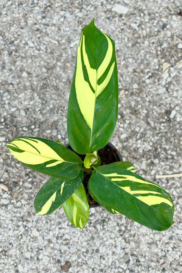 Ctenanthe lubbersiana featuring dark green lanceolate leaves with yellow striping throughout against cement background at Sprout Home  