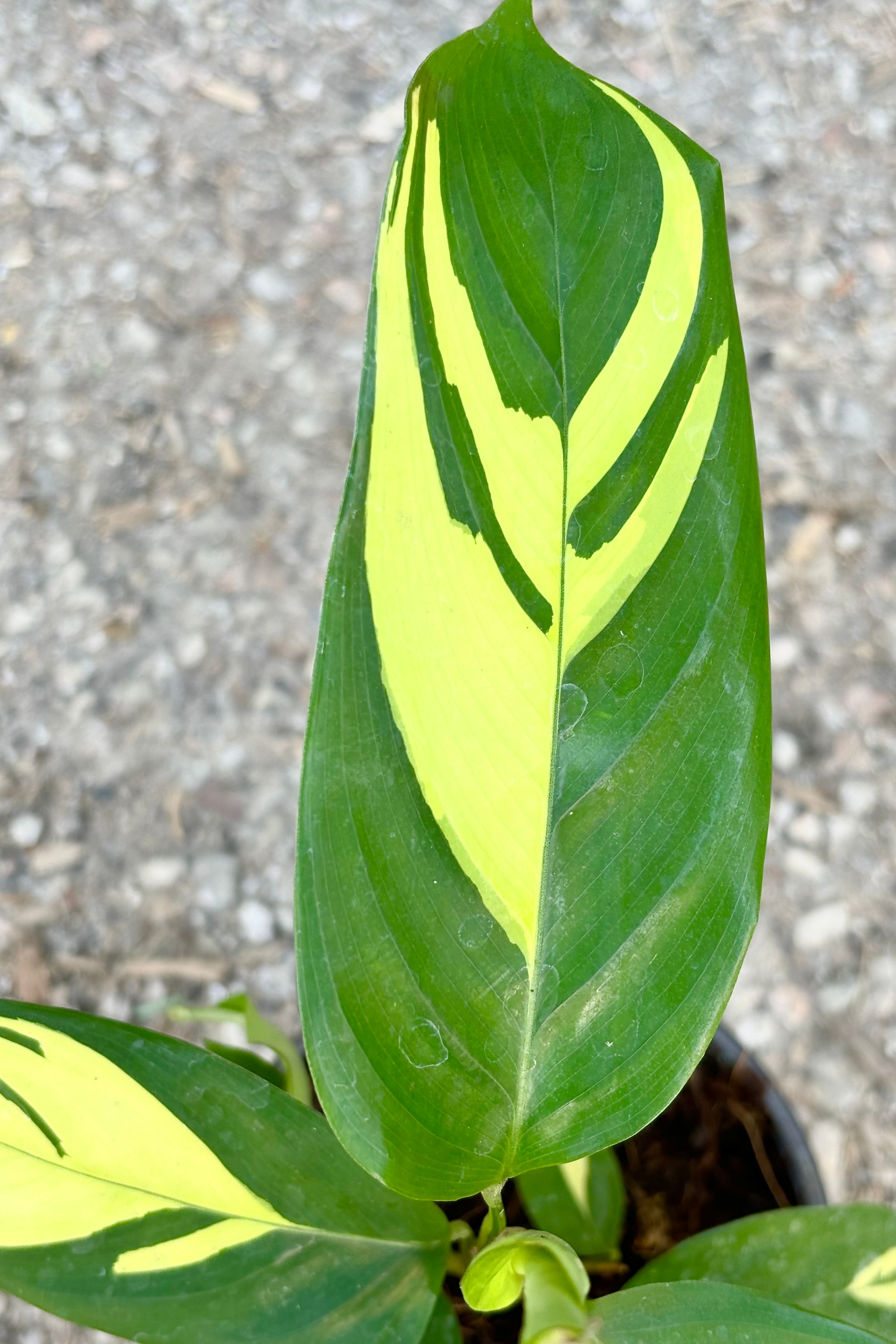 Ctenanthe lubbersiana featuring dark green lanceolate leaves with yellow striping throughout against cement background at Sprout Home  