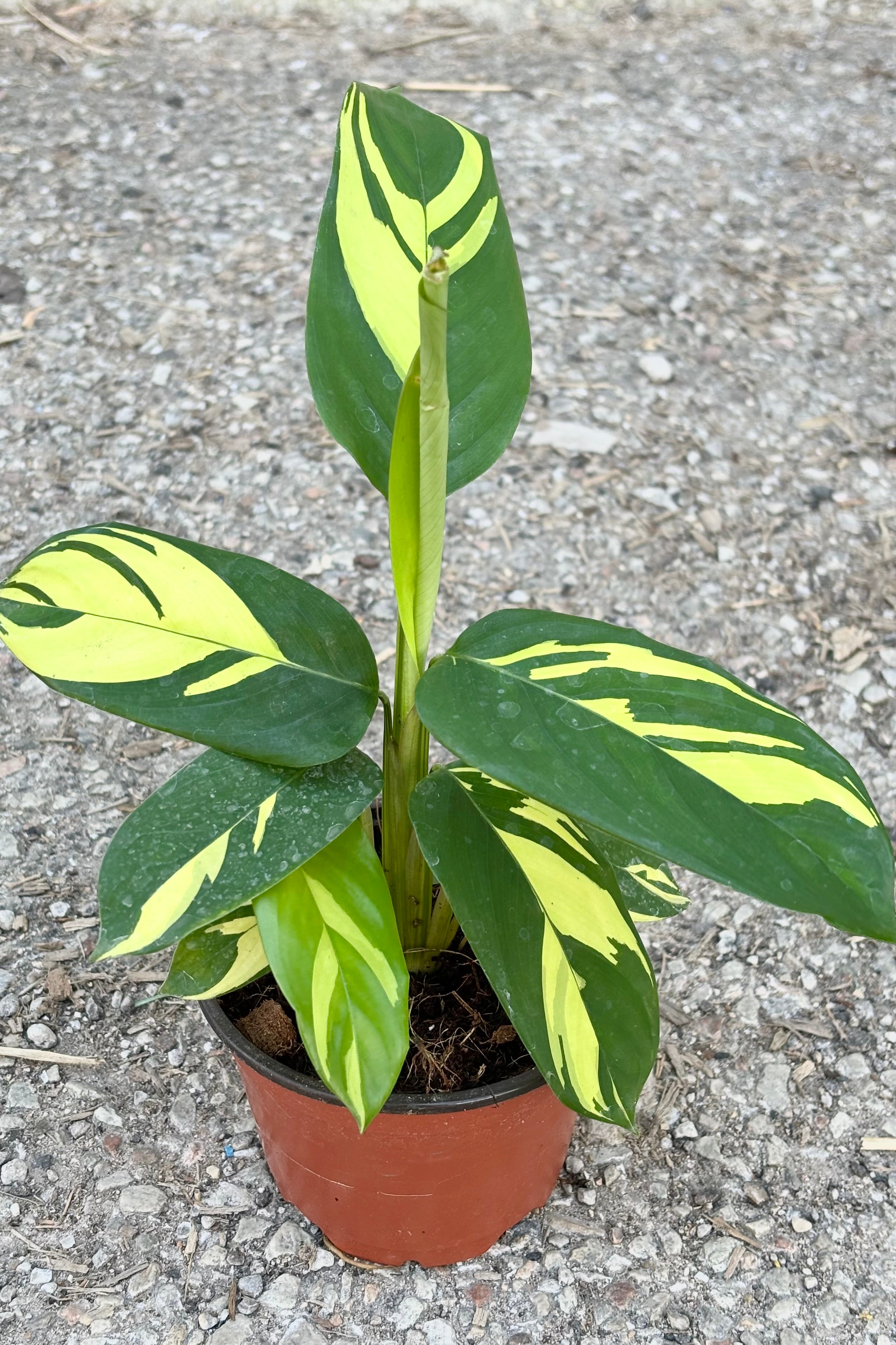 Ctenanthe lubbersiana featuring dark green lanceolate leaves with yellow striping throughout against cement background at Sprout Home  
