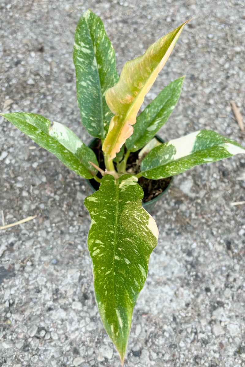 Photo of marbled green and cream lance shaped leaves of Philodendron 'Ring of Fire' against cement background at Sprout Home.