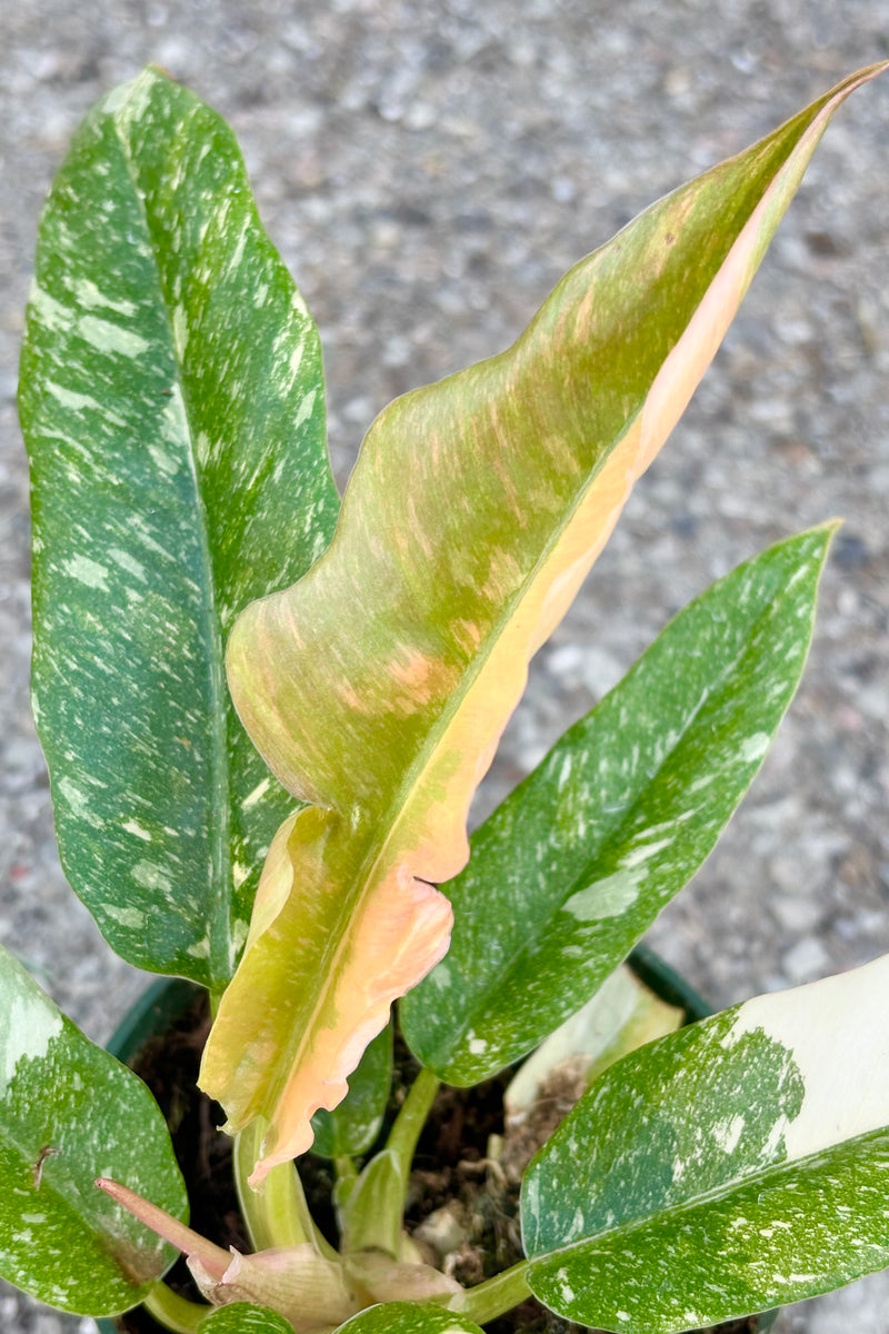 Photo of marbled green and cream lance shaped leaves of Philodendron 'Ring of Fire' against grey background at Sprout Home