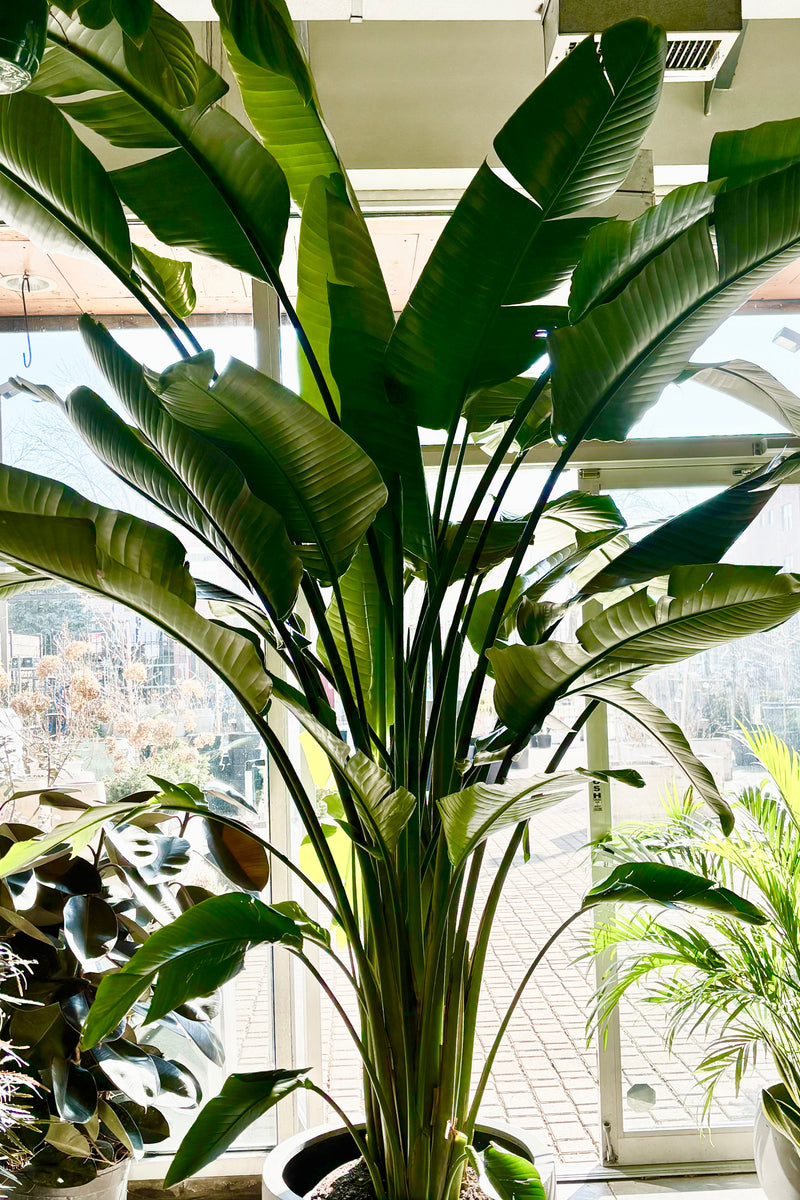 Full view of Strelitzia nicolai "White Bird of Paradise" with large oval shaped leaves on long stalks displayed inside the store against a glass window at Sprout Home.