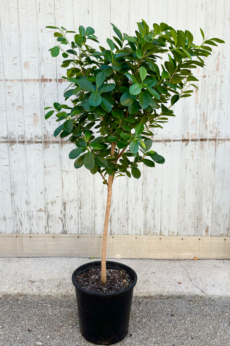 Full view of Ficus benjamina 'Daniella' featuring a canopy of dark green leaves in a whorled arrangment along the stems against grey background at Sprout Home