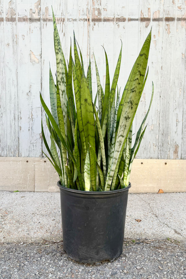 Full view of Sansevieria 'Silver Streak' featuring vertical, spear shaped, silvery green leaves with dark green patterning throughout against grey wall at Sprout Home