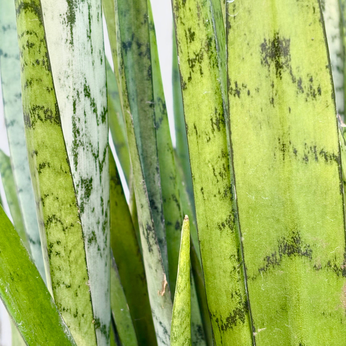 white spots on sansevieria Sansevieria 'Silver Streak' 10" at SPROUT HOME