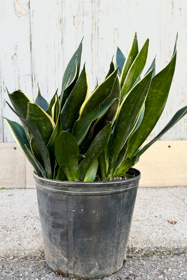 Sansevieria "Snake Plant" 'Fabit' with stout, broad dark green upright leaves and a pale yellow margin in a black pot against grey background at Sprout Home