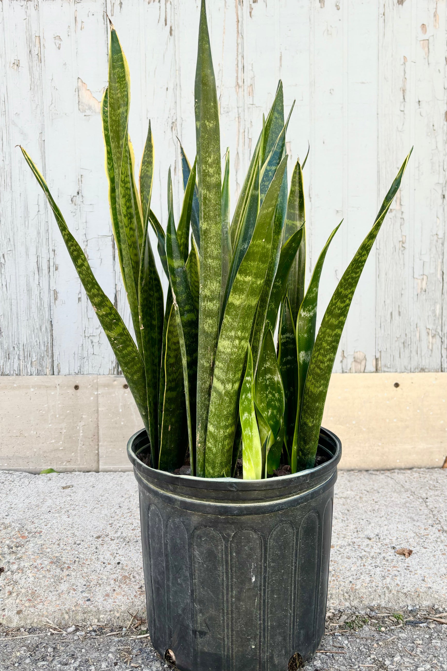Sansevieria "Snake Plant" 'Dakota' with narrow dark green mottled leaves with a thick yellow margin in a black pot against grey background. ©Sprout Home