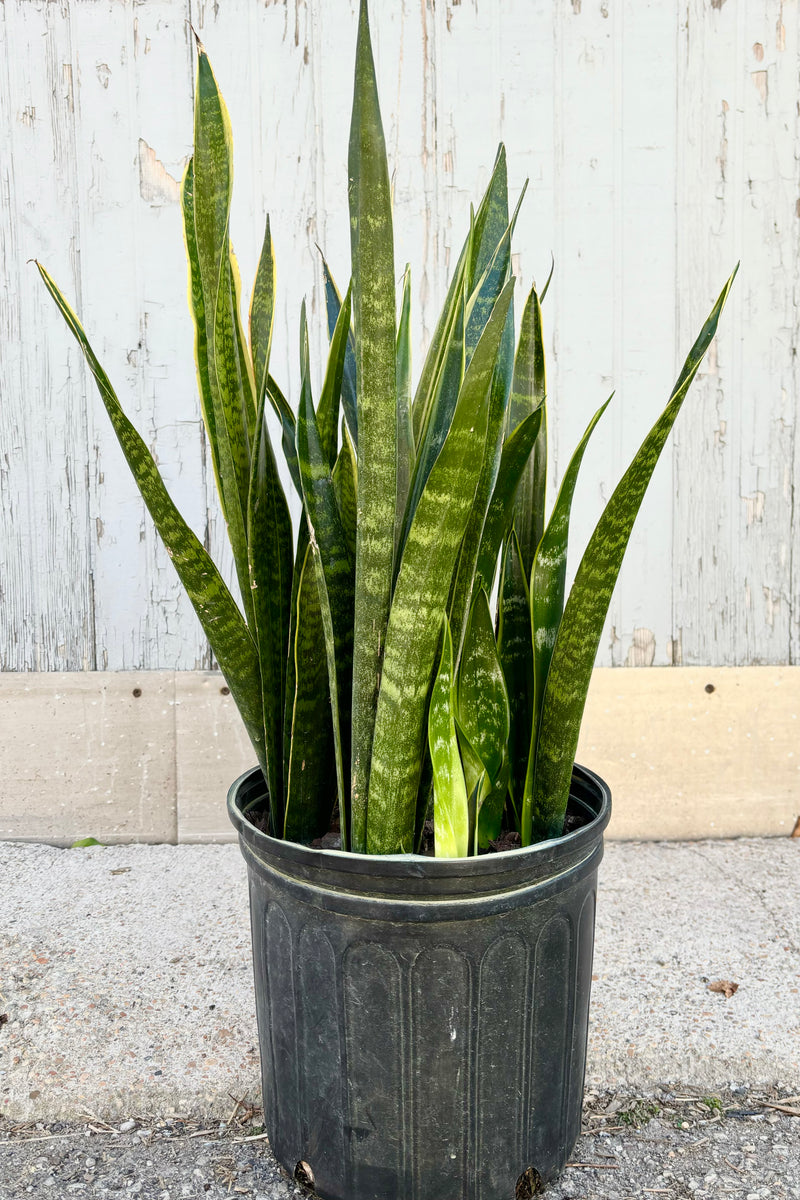 Sansevieria "Snake Plant" 'Dakota' with narrow dark green mottled leaves with a thick yellow margin in a black pot against grey background.