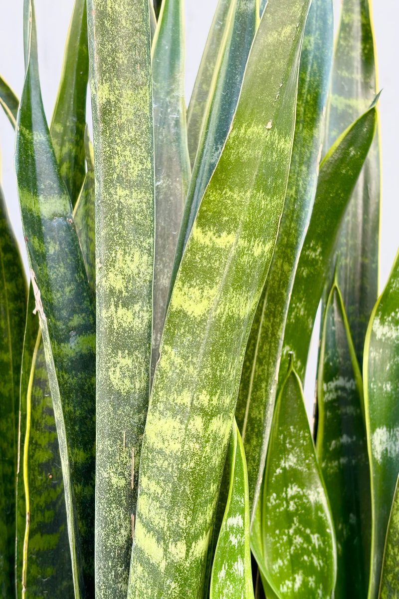 Close up of Sansevieria "Snake Plant" 'Dakota' with narrow dark green mottled leaves with a thick yellow margin in a black pot at Sprout Home.