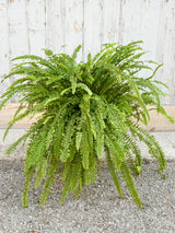 Nephrolepis exalta "Ariane' with low, bushy light green fronds against cement background at Sprout Home. 
