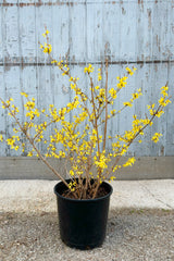 Image of Forsythia Northern Gold shrub with vertical branches and small, bright yellow flowers throughout against grey background at Sprout Home.