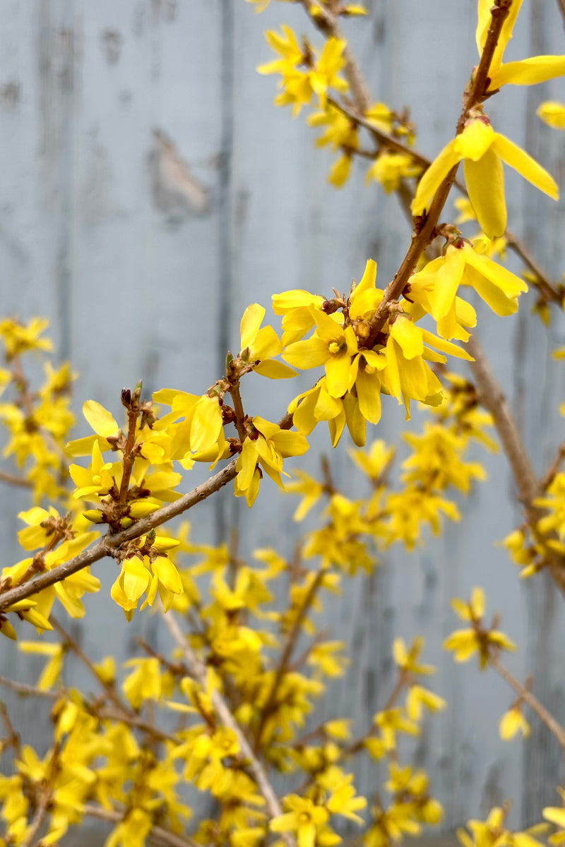 Close up image of the small, bright yellow flowers of Forsythia Northern Gold along vertical stems against grey wall at Sprout Home. 