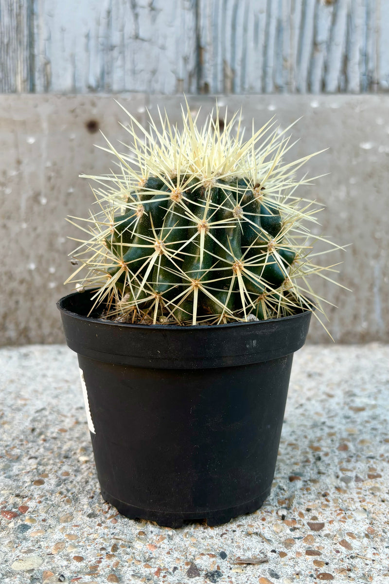 Image of round, green cactus with long golden spines covering the body of the cactus against grey wall at Sprout Home  