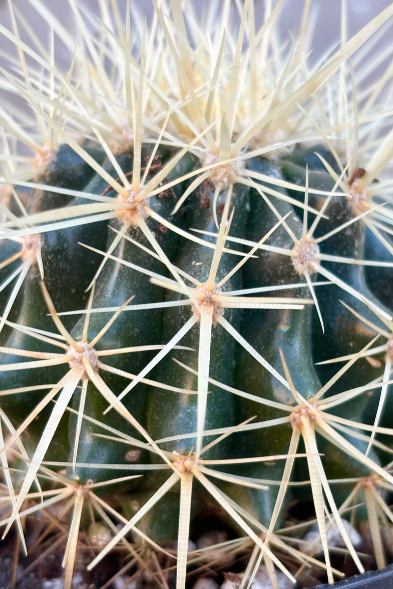 Close up of Image of round, green cactus with long golden spines covering the body of the cactus against grey wall at Sprout Home  