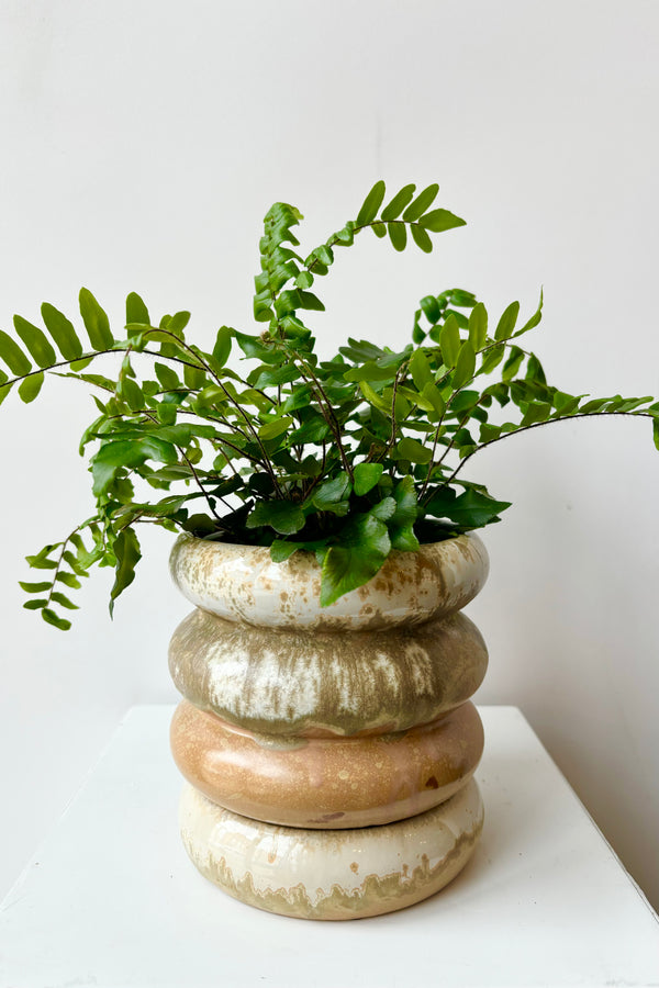 Ribbed stoneware planter with detachable saucer featuring various glazes in white, olive, gold and peach throughout displayed with fern against white background