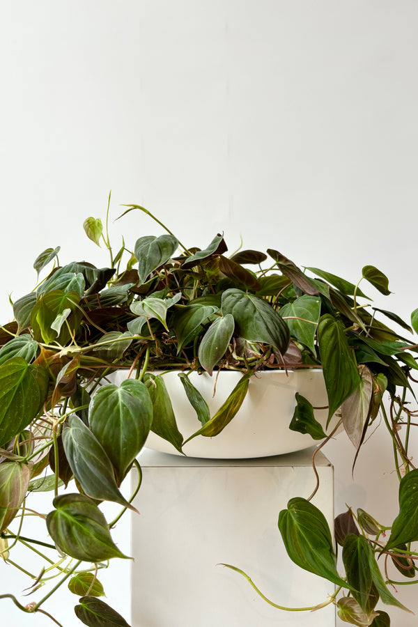 Matte white, large, shallow bowl displayed with green plant against white background