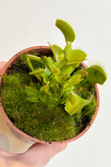 Hand holding Dionaea muscipula 'venus fly trap' with bright green, yellow traps surrounded by green moss against white background