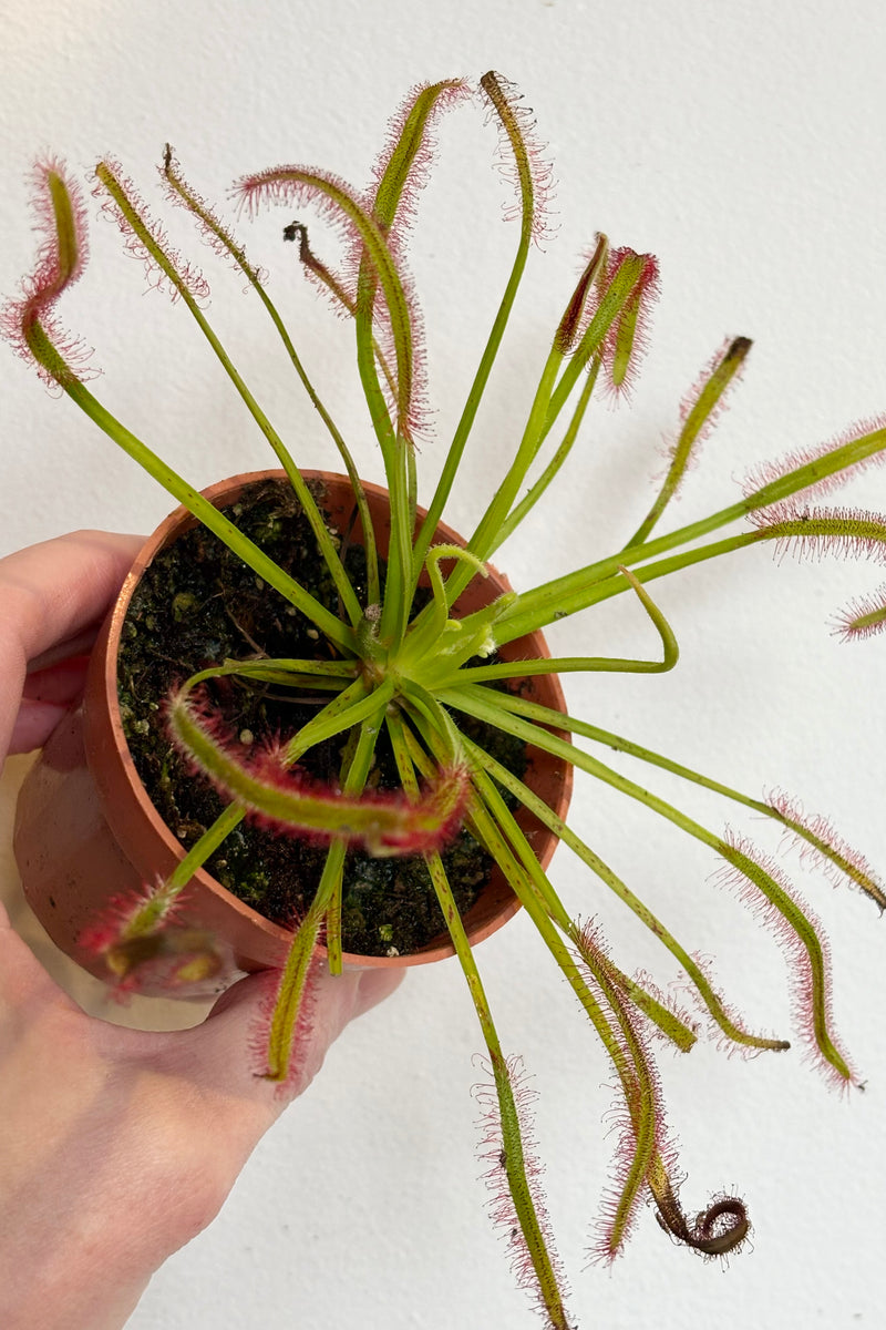 Hand holding Drosera sundew plant with long, thin, green leaves with sticky,small red hairlike structures at the end of each leaf against a white background 