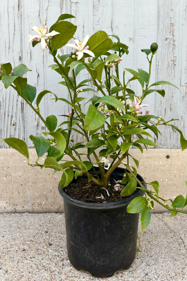 Citrus x meyeri "Meyers Lemon" shrub with green leaves and pink and white flowers against cement background