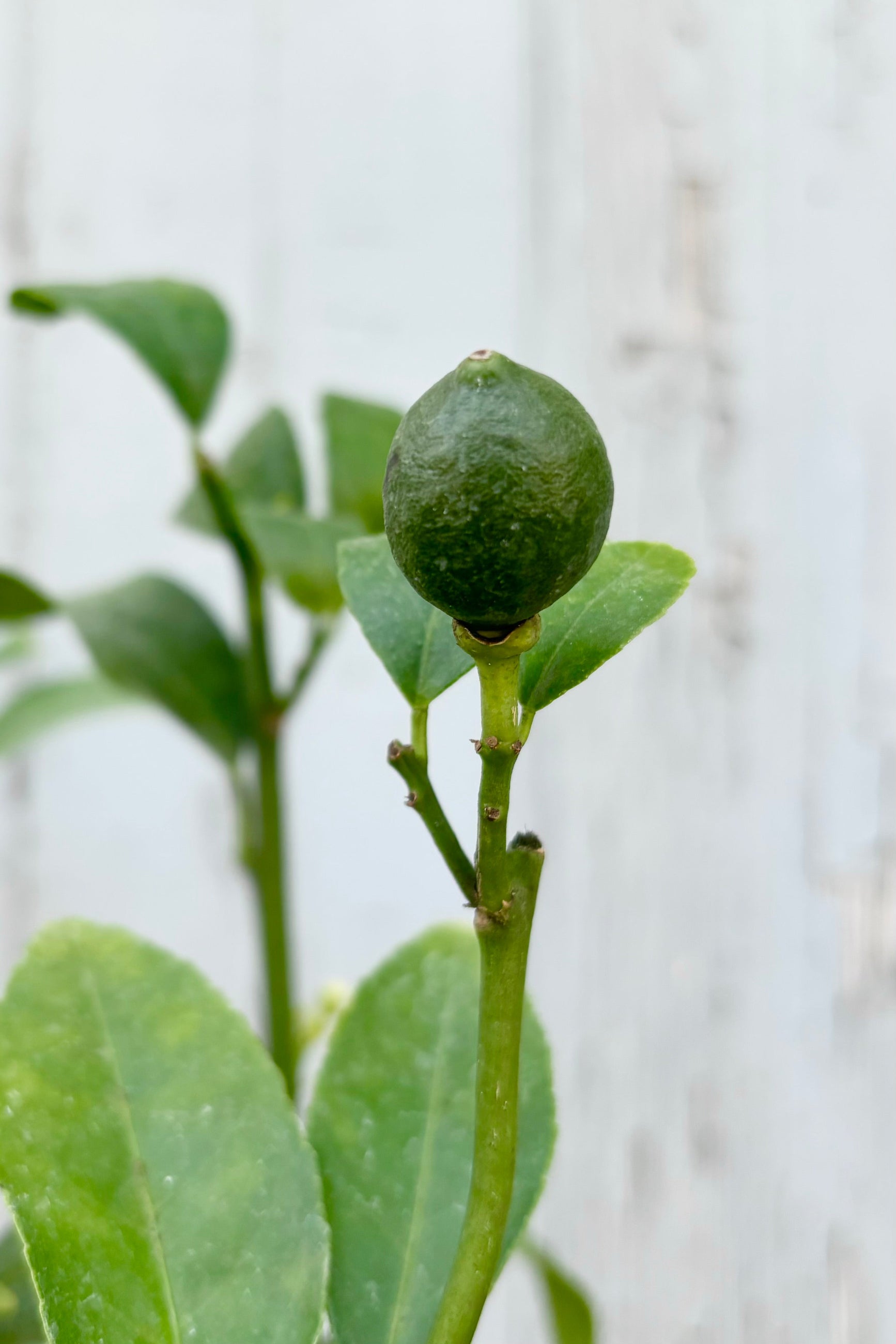 Close up of small green lemon fruit on Citrus x meyeri "Meyers Lemon" shrub against grey background ©Sprout Home