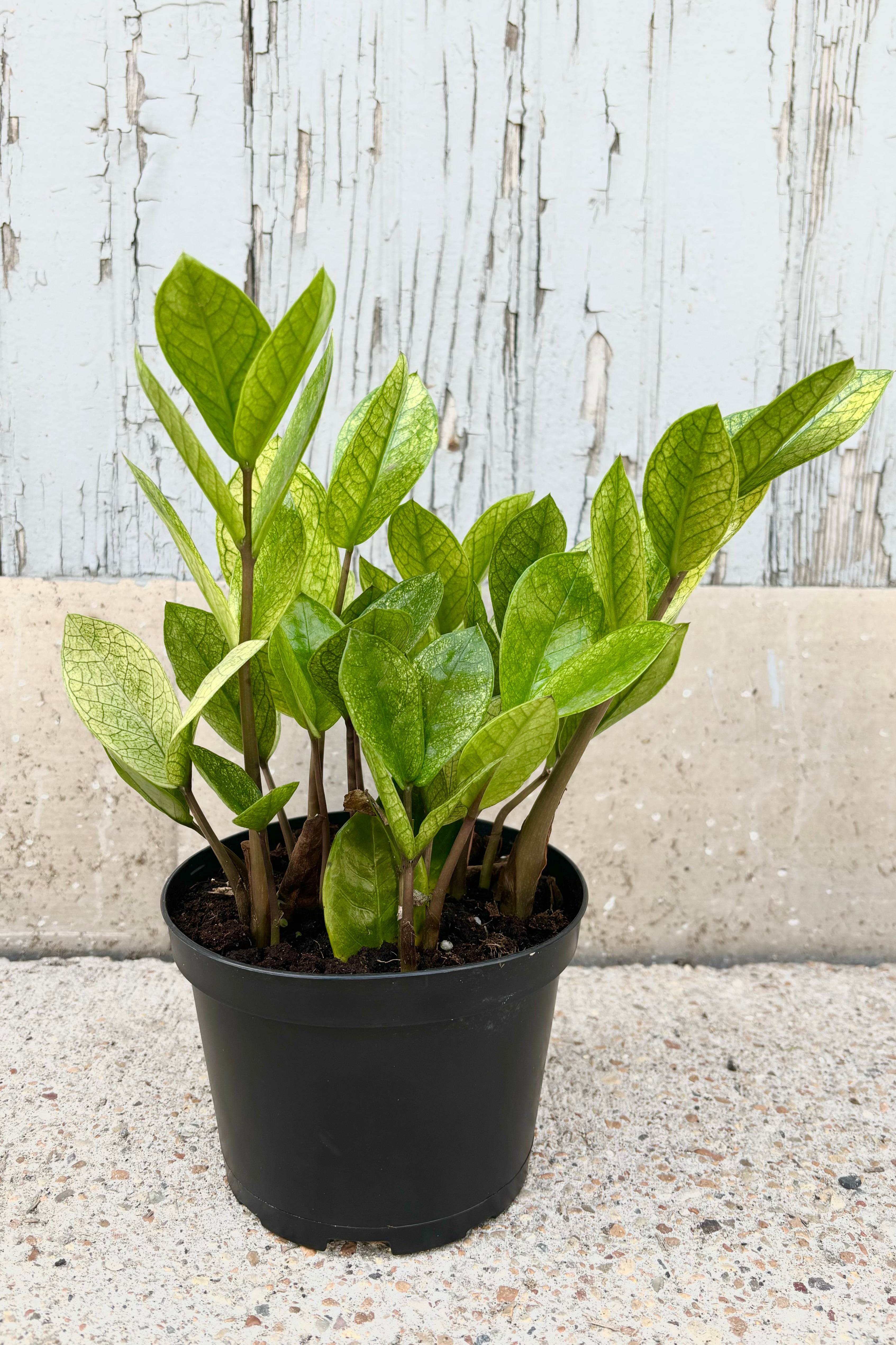 Pale green and yellow leaves of Zamioculcas 'chameleon' on vertical stems in a black plastic grow pot against a cement background
