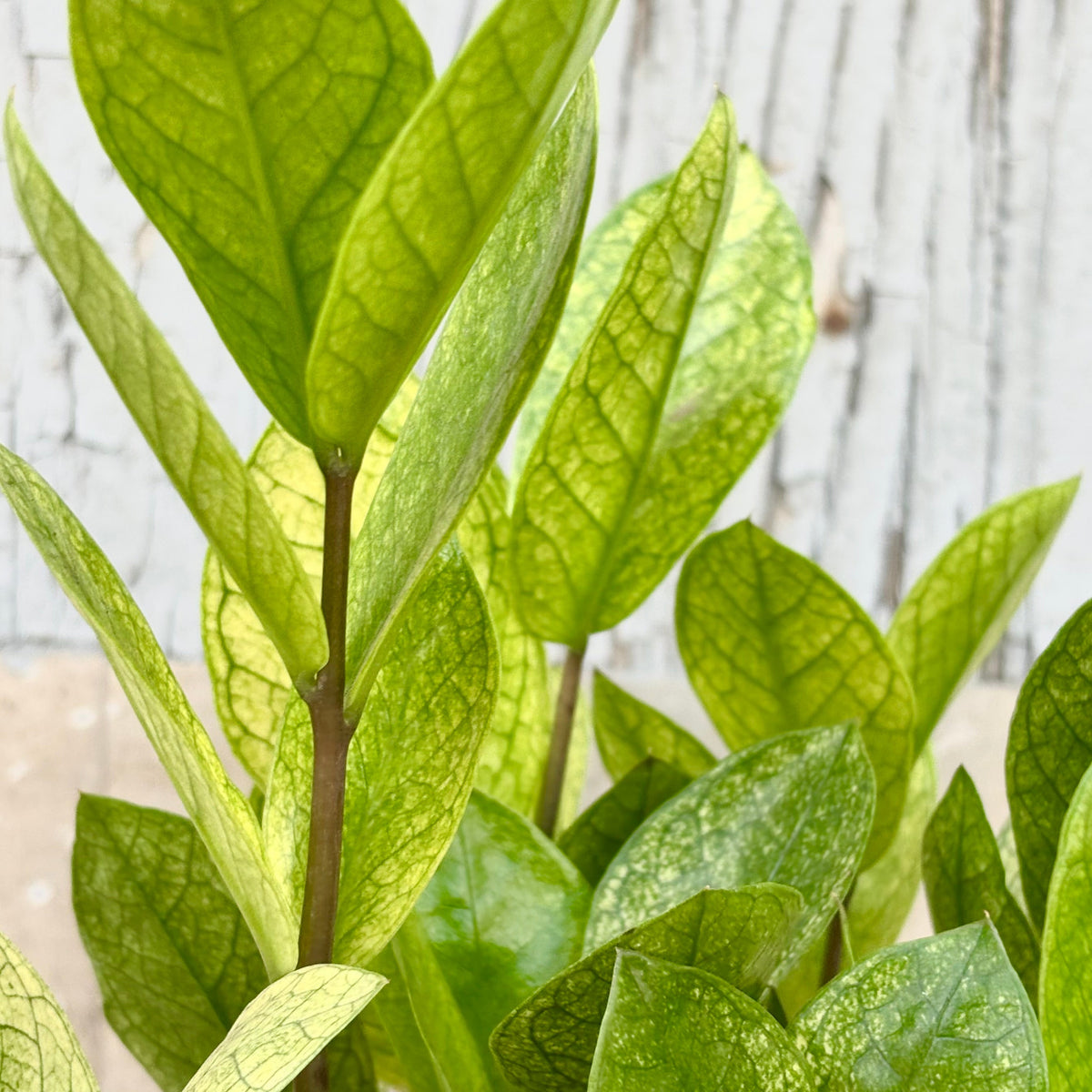 akebono zz plant Zamioculcas zamiifolia 'Chameleon' 6"