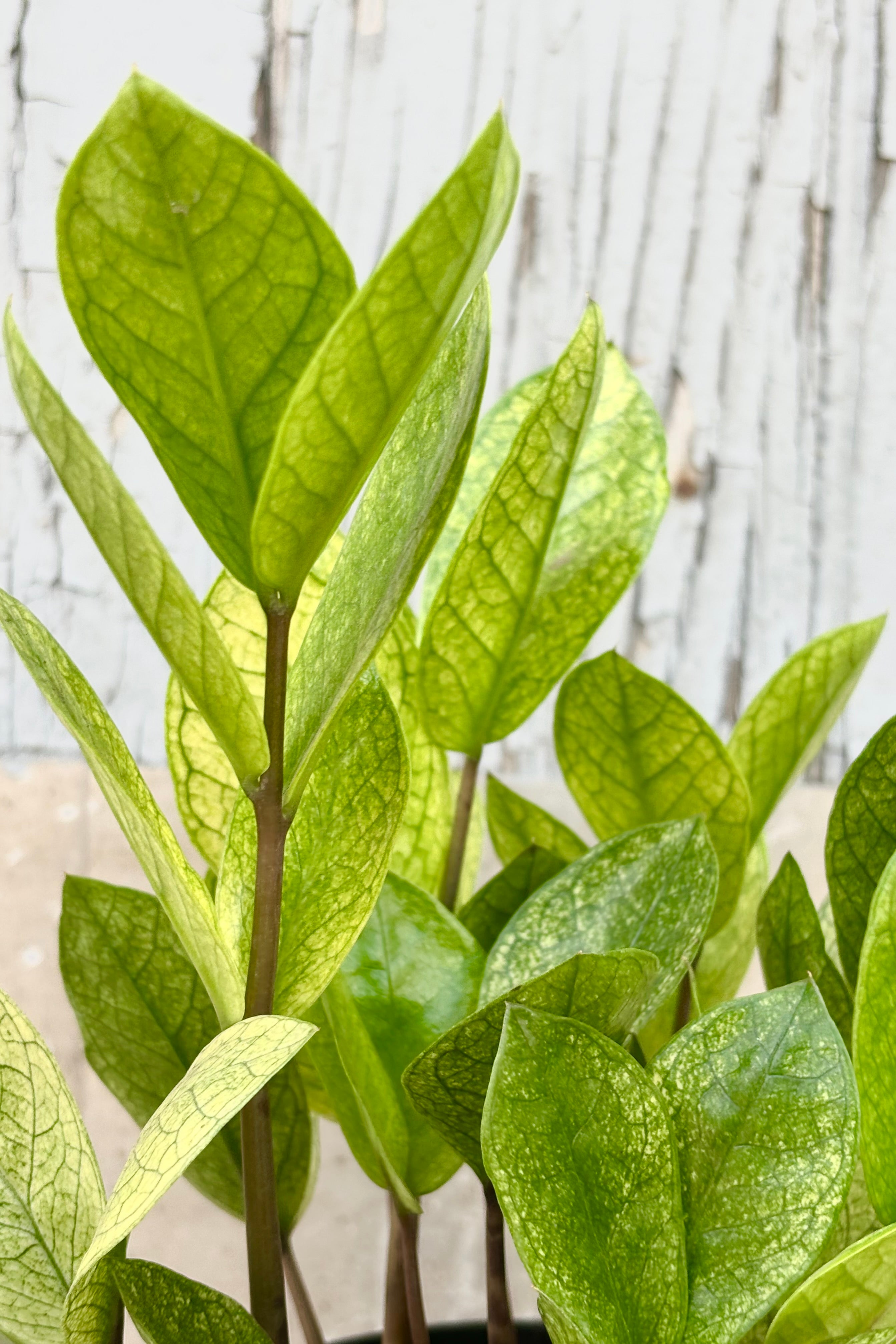 Close up of Pale green and yellow leaves of Zamioculcas 'chameleon' against grey background