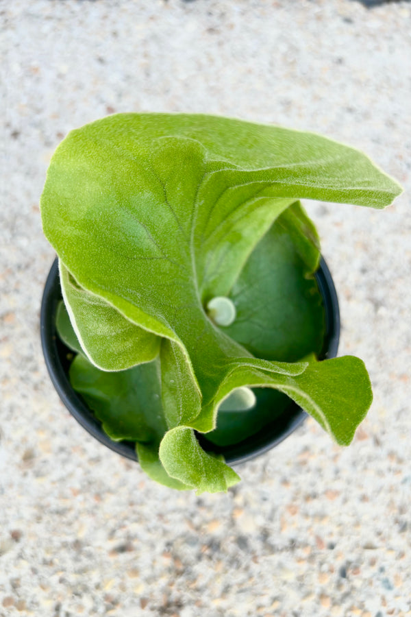 Aerial view of leaves of Platycerium elephantotis in black plastic grow pot against cement background