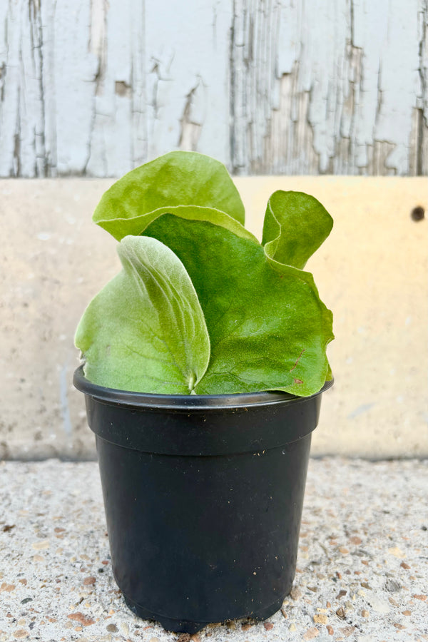Green leaves of Platycerium elephantotis in black plastic grow pot against cement background