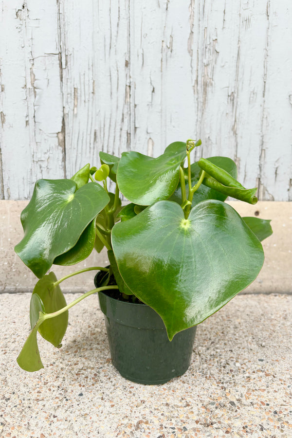 Peperomia polybotrya plant with large, heart shaped, succulent green leaves in a green plastic growers pot against grey background